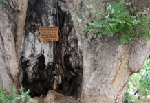 Δ.Λ.Τ ΑΙΓΙΑΛΕΙΑΣ: Στις αρχές του 2026 η έναρξη εργασιών συντήρησης του Πλατάνου του Παυσανία στην παραλία Αιγίου, από εξειδικευμένη ιταλική εταιρεία