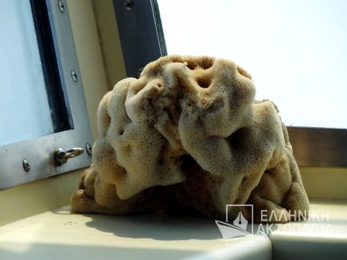 Kalymnos sponge