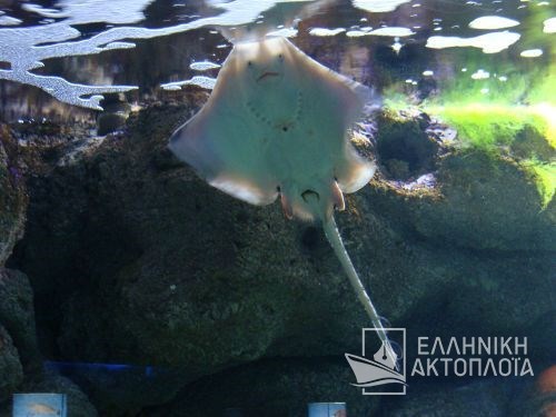 thalassokosmos (aquarium)-ray fish