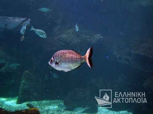 aquarium of Rhodes city