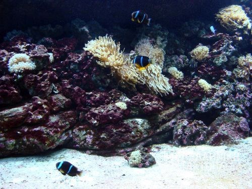 aquarium of crete