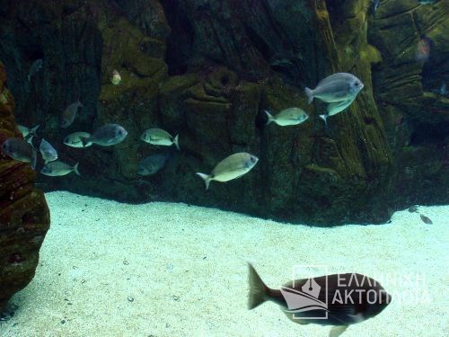 aquarium of crete