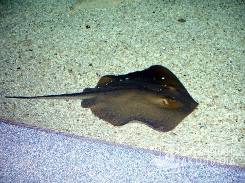 ray fish
