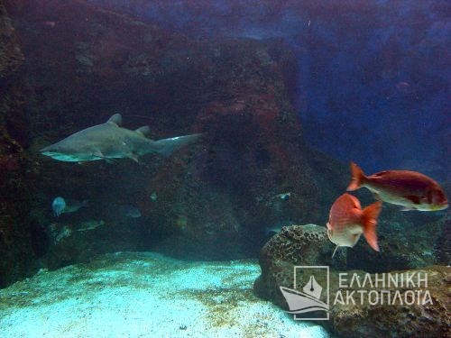 shark (aquarium of crete)