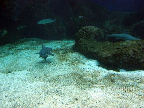 shark (aquarium of crete)
