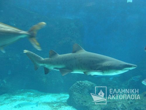 thalassokosmos (aquarium of crete)-shark