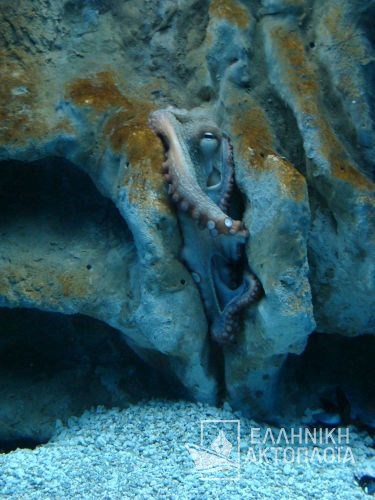 thalassokosmos (aquarium)-octapus