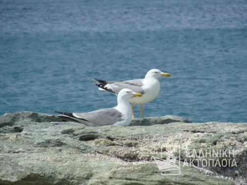 seabirds on the rocks